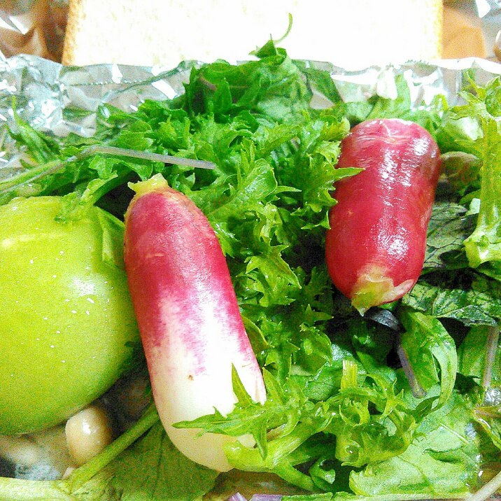 サラダ野菜とラディッシュ青トマトのサラダ